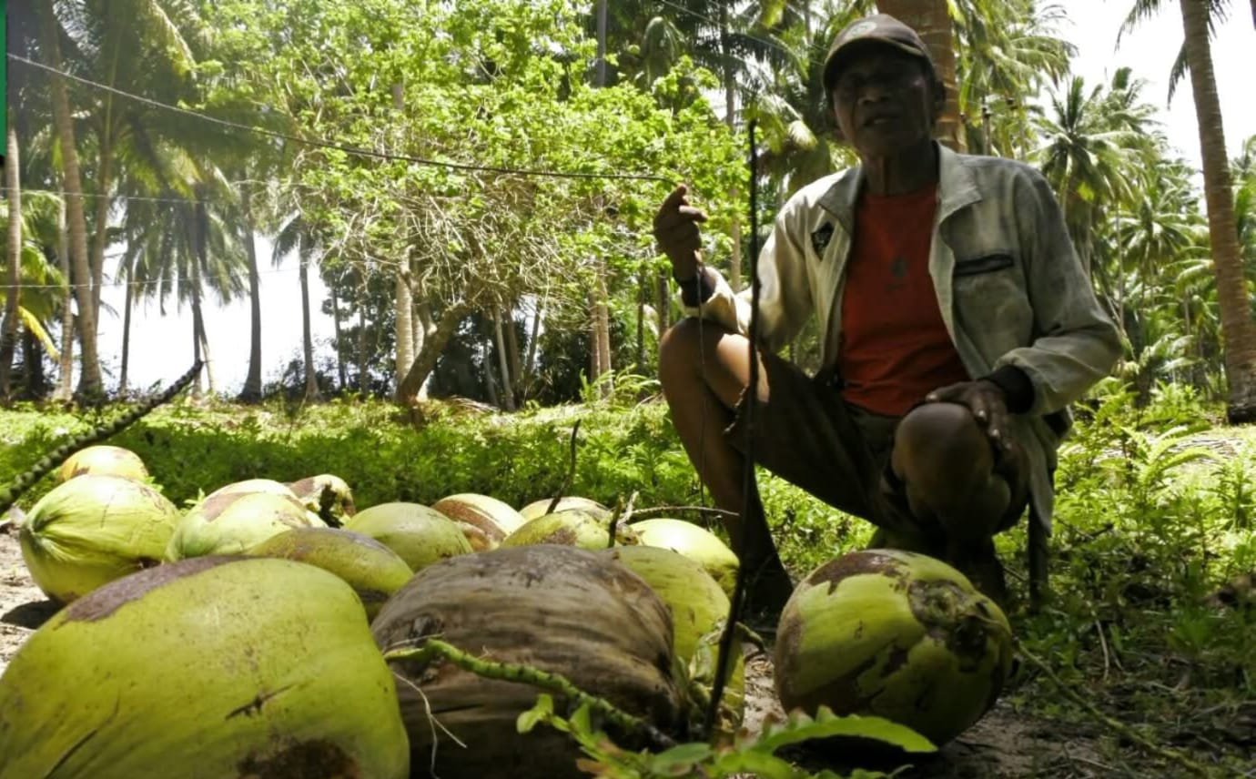 Panen Raya di Natuna